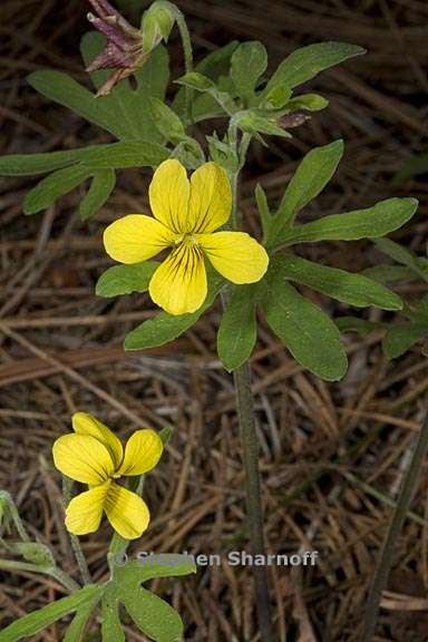 viola lobata ssp lobata 6 graphic